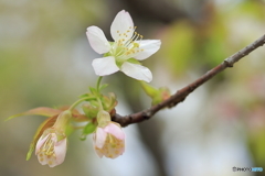 冬の桜とメジロ