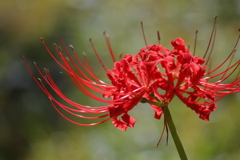 曼珠沙華