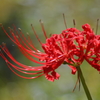 曼珠沙華