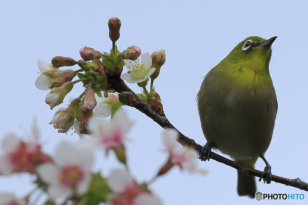 冬の桜とメジロ