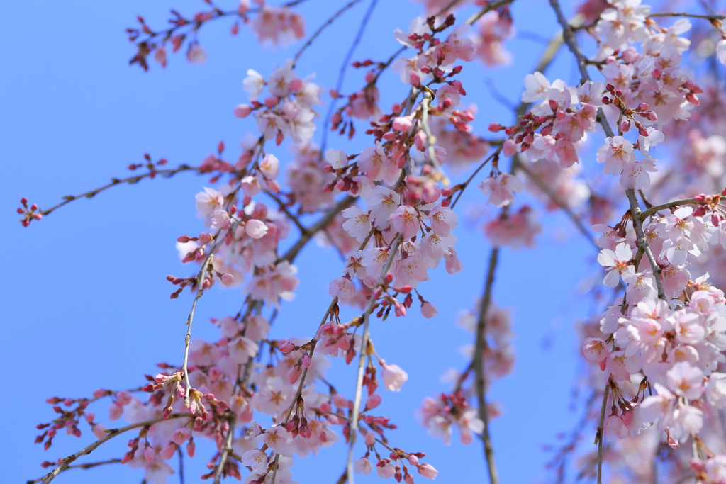 枝垂れ桜