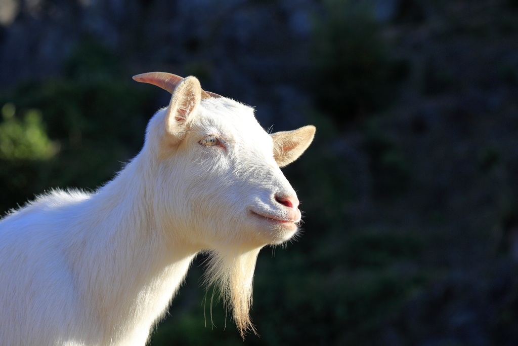 ﾊﾞｲｵﾊﾟｰｸの生き物たち