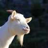 ﾊﾞｲｵﾊﾟｰｸの生き物たち