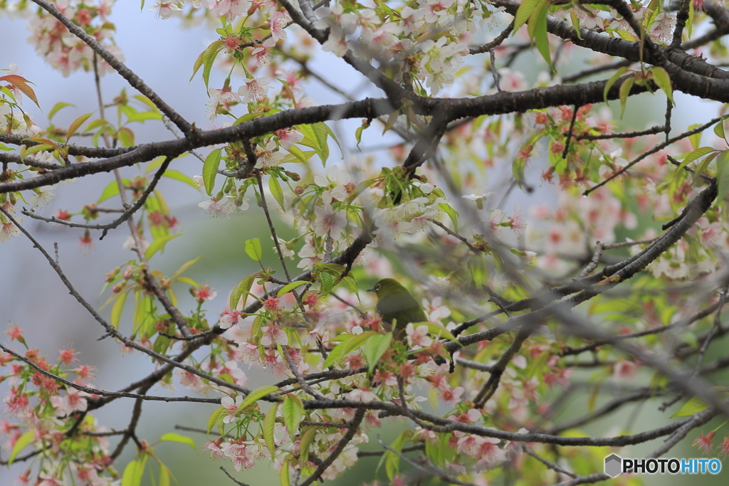 冬の桜とメジロ