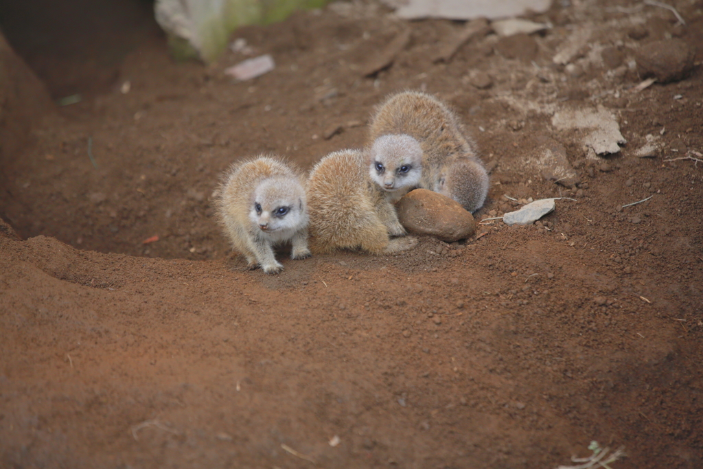 可愛いミーアの兄弟