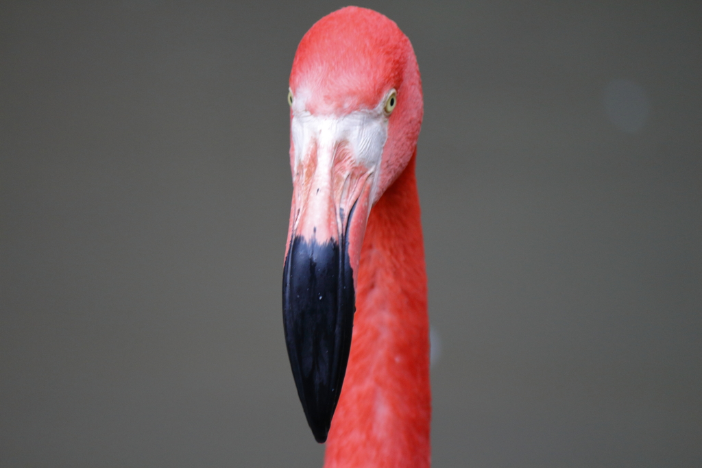 ﾊﾞｲｵﾊﾟｰｸの生き物たち