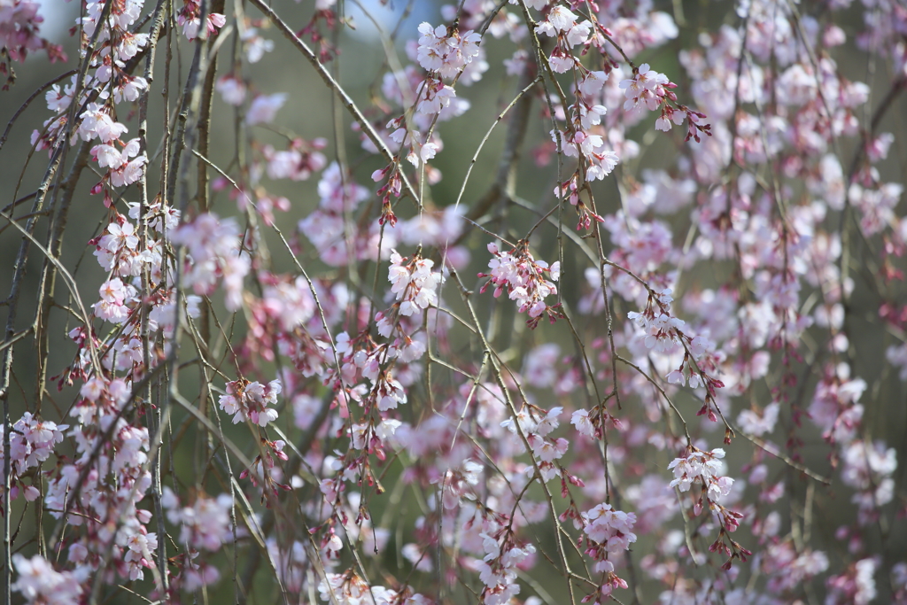 枝垂れ桜