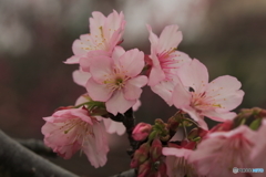 寒緋桜