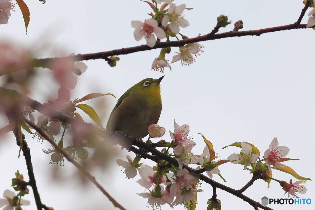 冬の桜とメジロ