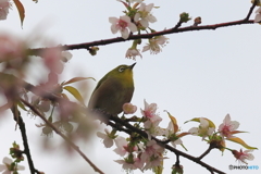 冬の桜とメジロ