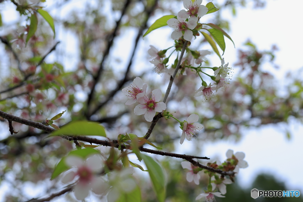 冬の桜とメジロ