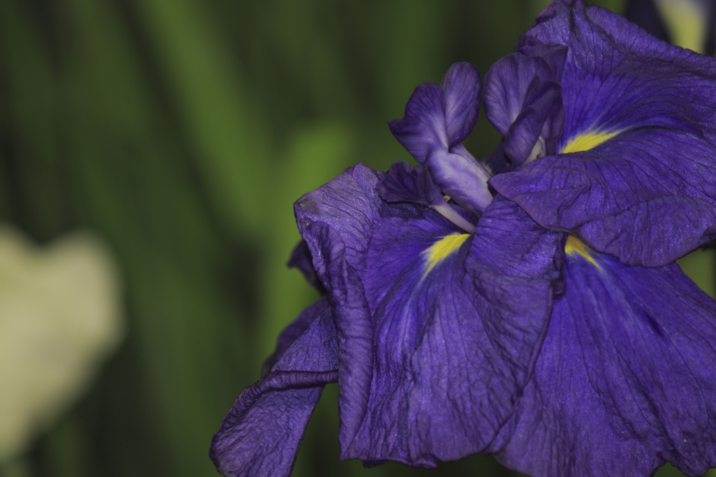 夜の花菖蒲