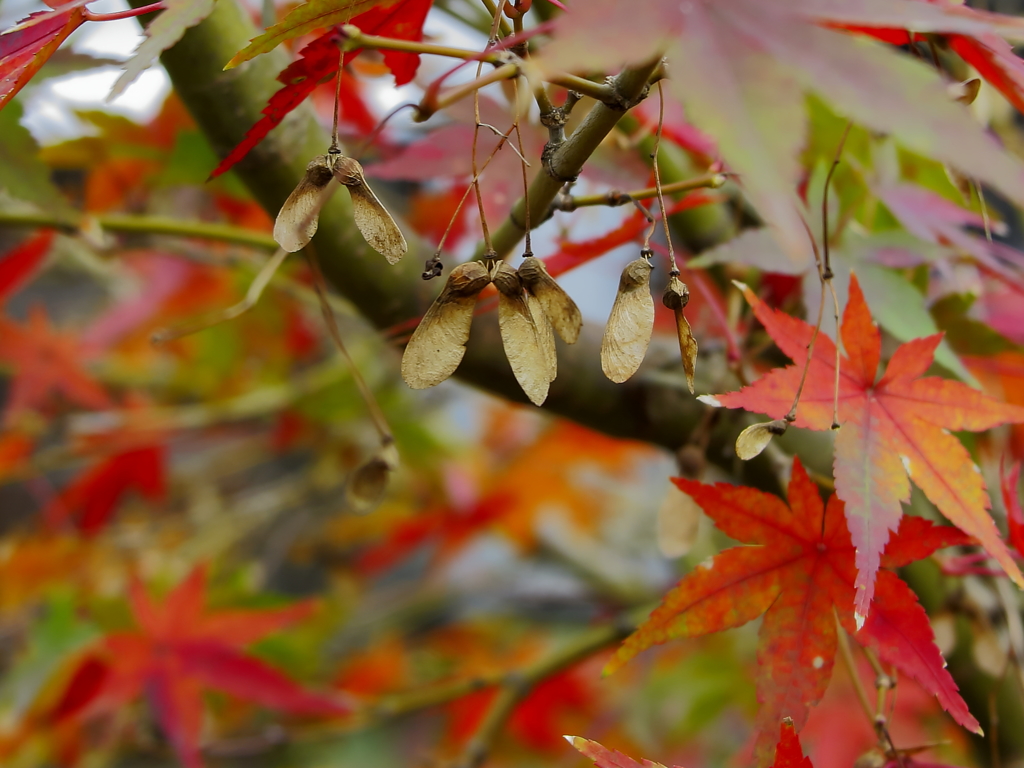 紅葉