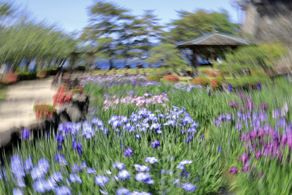 花菖蒲と遊び心