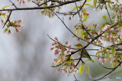 冬の桜とメジロ
