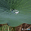 ハスの葉と水玉