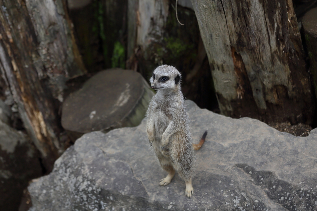たぶん、お母さんミーア