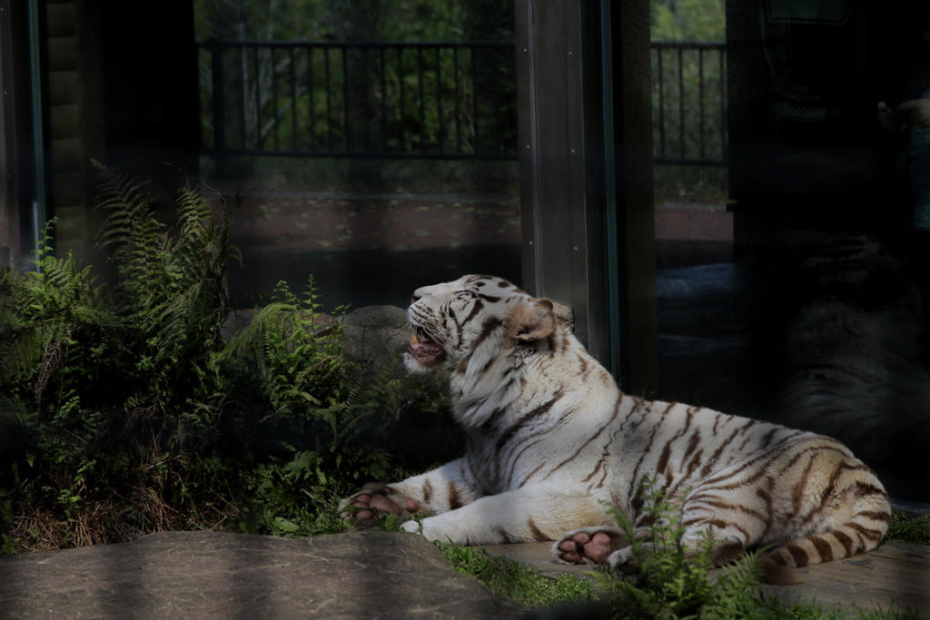 ﾎﾜｲﾄﾀｲｶﾞｰ