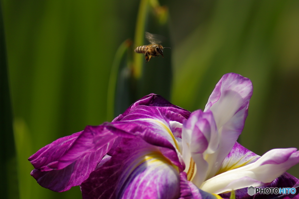 菖蒲とミツバチ