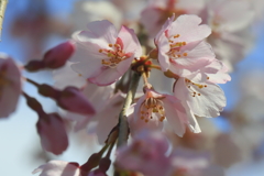 枝垂れ桜