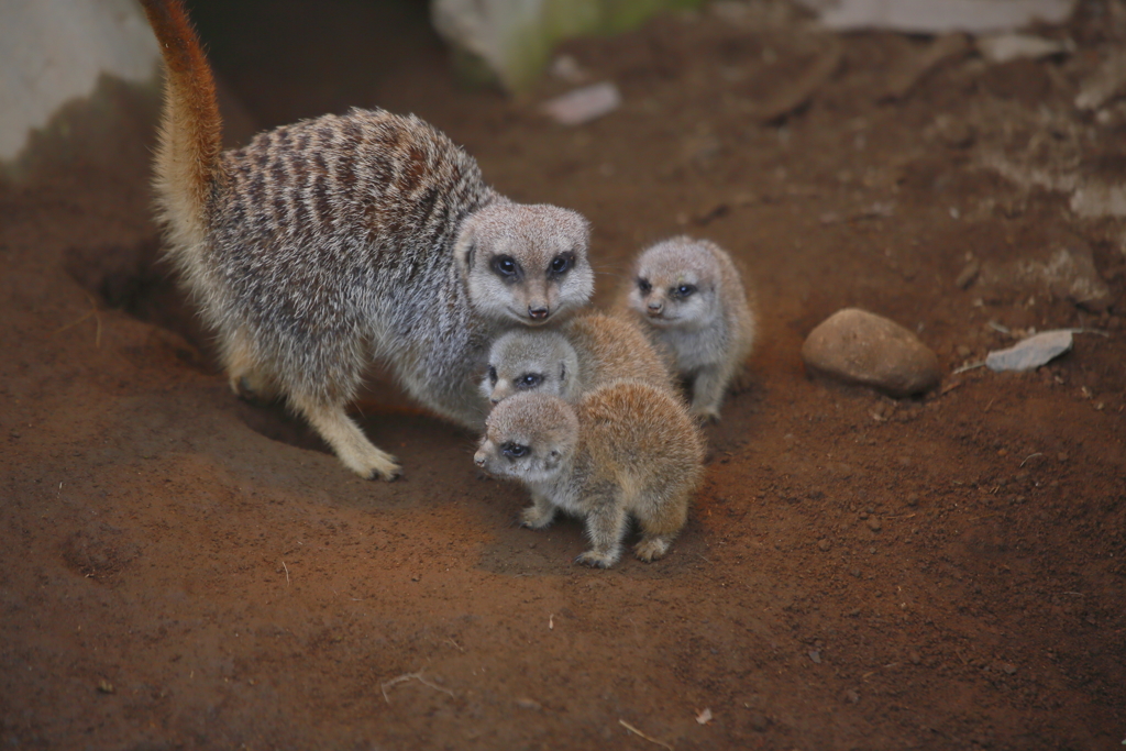 お母さんは子供たちから目が離せない