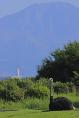 ﾀﾞﾁｮｳと桜島