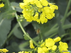 菜の花とミツバチ