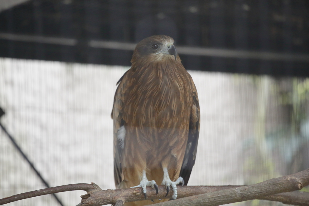 猛禽類かっこいい！