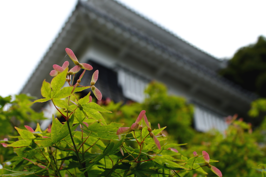 紅葉の種