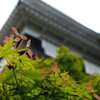 紅葉の種