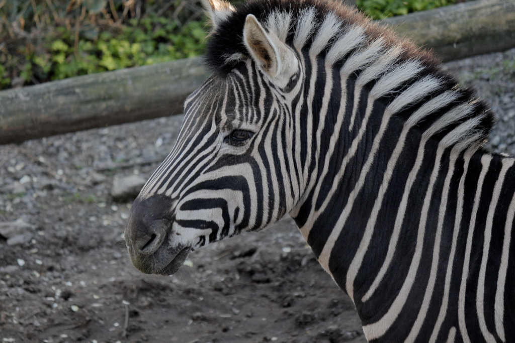 ﾊﾞｲｵﾊﾟｰｸの生き物たち