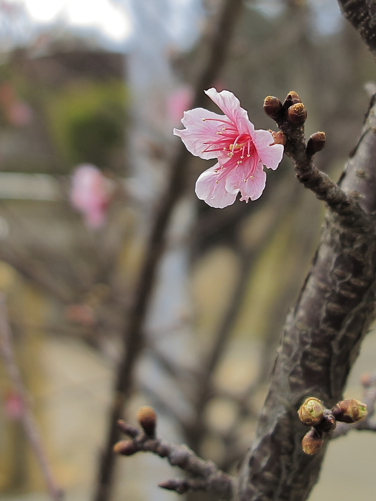 桜(トリミング)