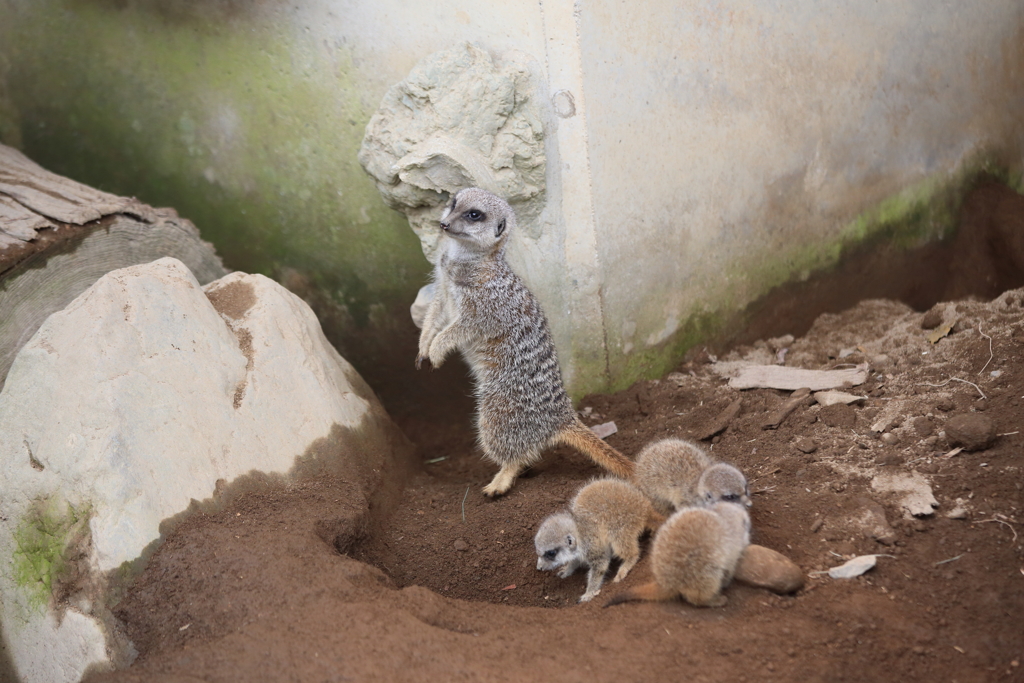 心配性のお母さんを後目に・・・