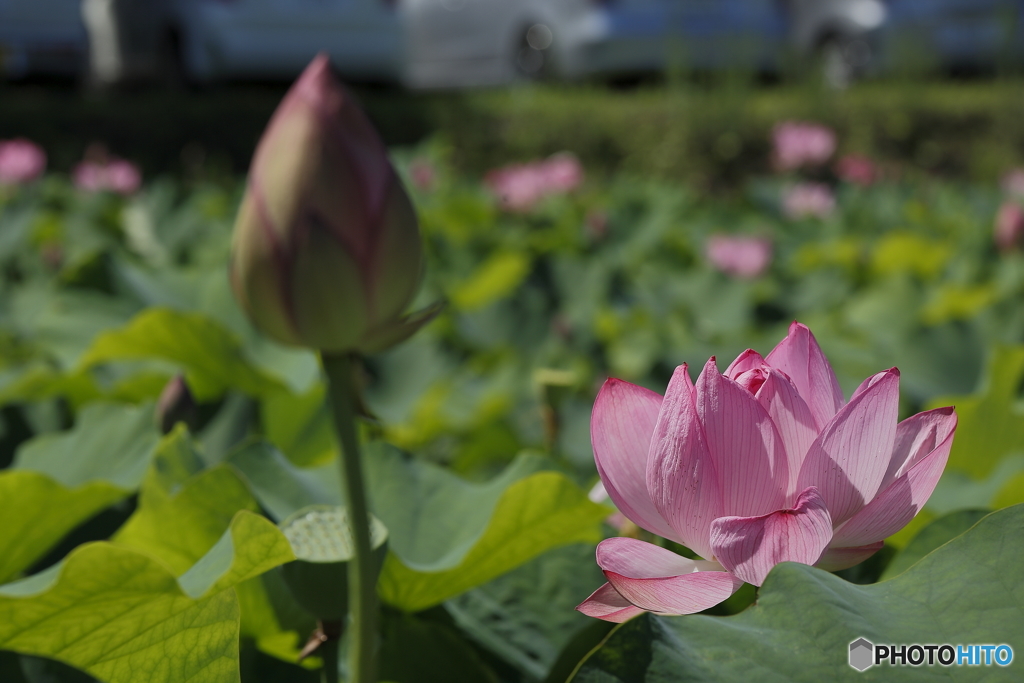 ハスの花