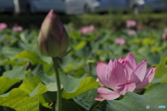 ハスの花