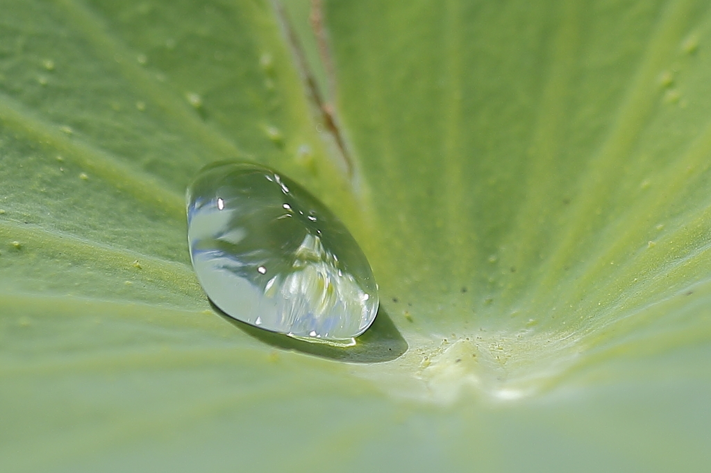 ハスの葉と水玉