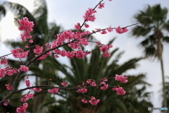 寒緋桜