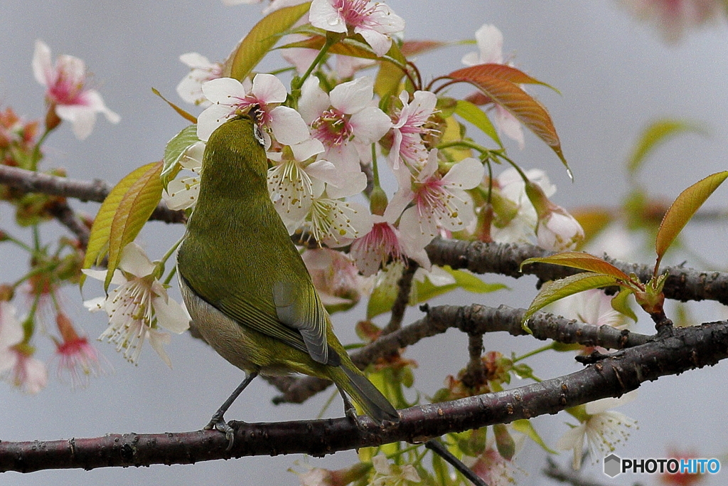 冬の桜とメジロ