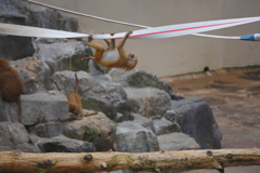 サルの綱渡り