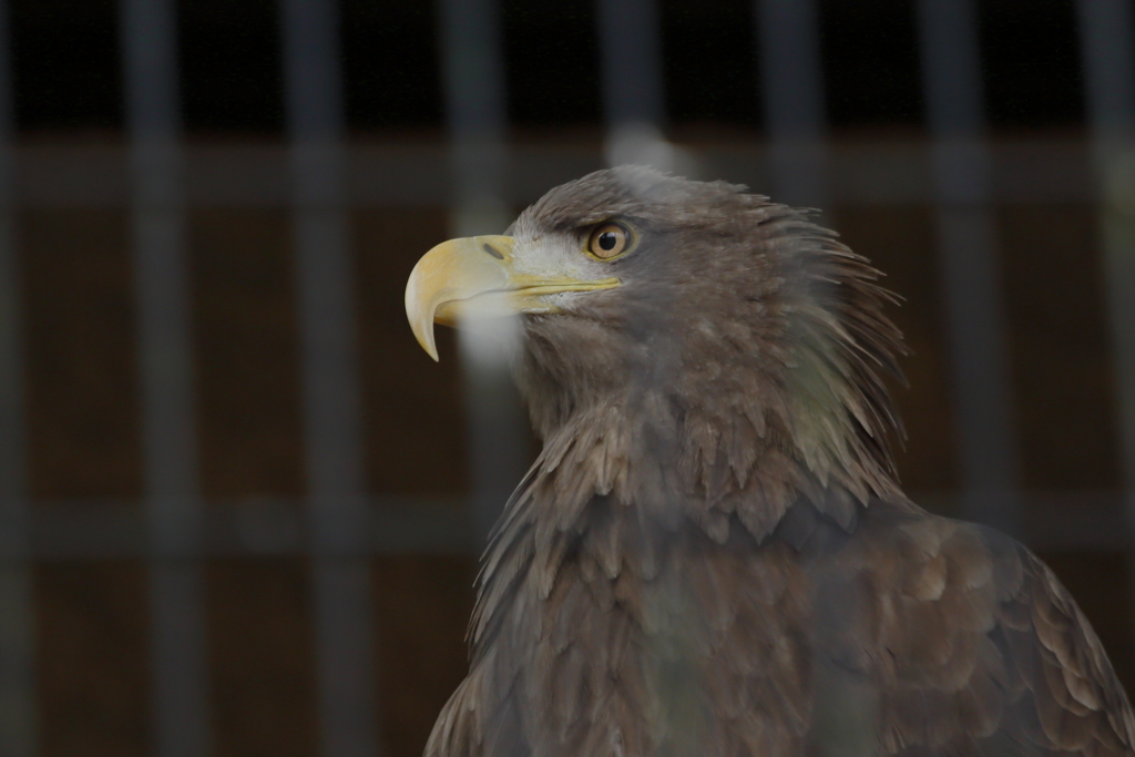 猛禽類はかっこいい！