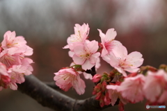 寒緋桜