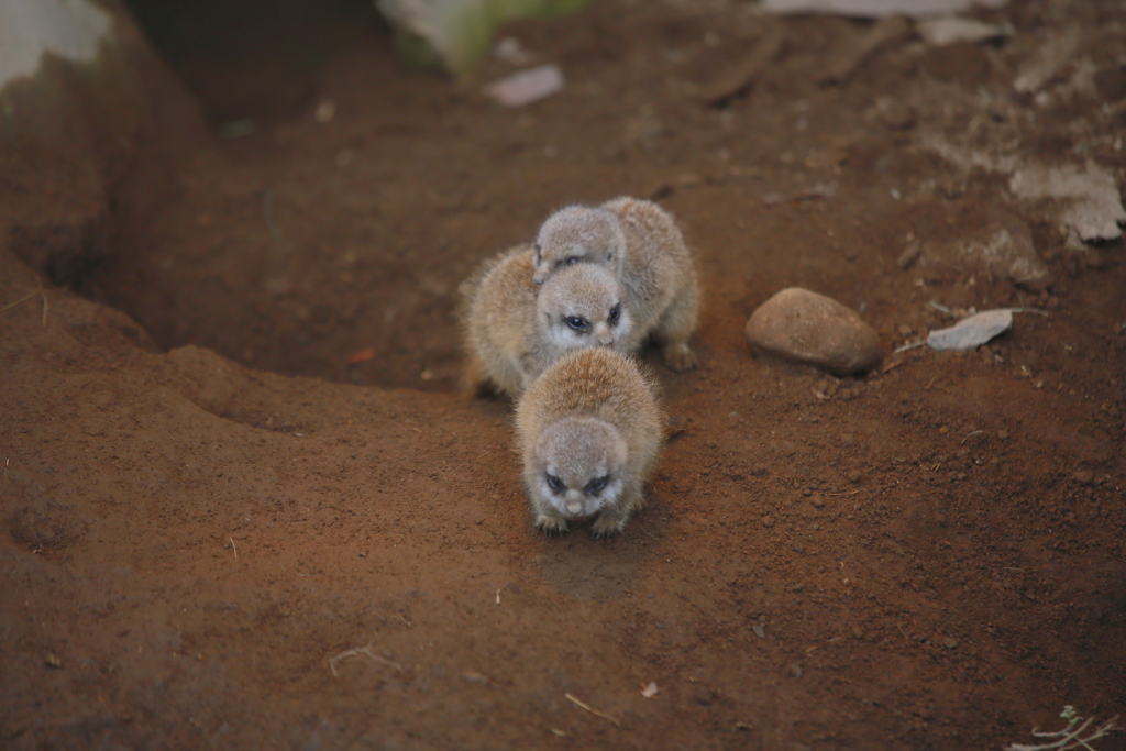 可愛いミーアの兄弟