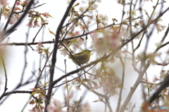 冬の桜とメジロ