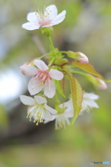 冬に咲く桜