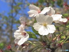 桜(ソメイヨシノ？)