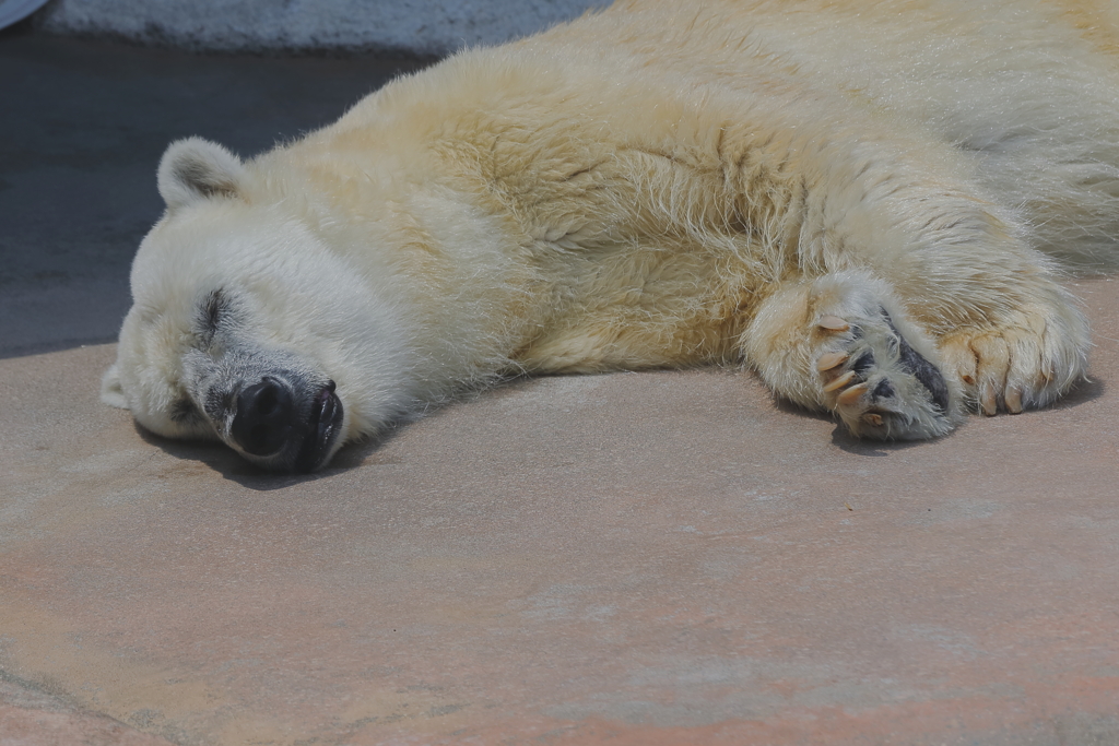 シロクマはさすがに・・・