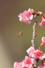 寒緋桜