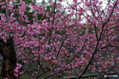 寒緋桜