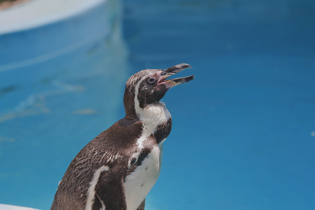 ペンギンは猛暑の中でも元気！