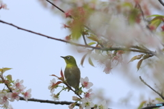 冬の桜とメジロ